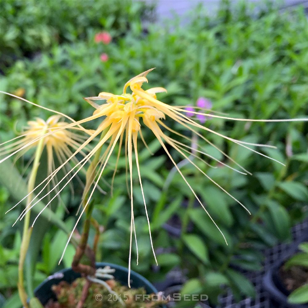 Bulbophyllum vaginatum ランの原種 ヴァギナタム