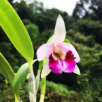 Laelia dayana cattleya orchid flower