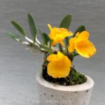 dendrobium jenkinsii orchid flower