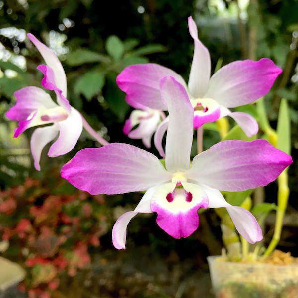 Dendrobium linawianum orchid flower
