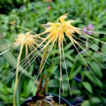 Bulbophyllum vaginatum cirrhopetalum