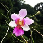 Papilionanthe teres orchid flower