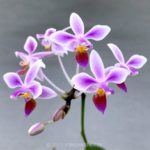 胡蝶蘭原種エクエストリスの花