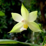 Phalaenopsis bellina alba orchid flower