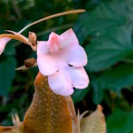 Habenaria carnea orchid flower