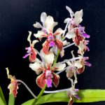 Vanda lamellata orchid flower
