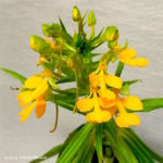 Habenaria rhodocheila (yellow) orchid flower