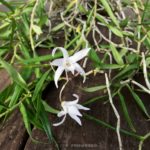 Dendrobium okinawense × sib. (seedling)