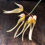 Bulbophyllum macraei 指甲蘭（シコウラン：種子島産実生）