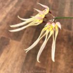 Bulbophyllum macraei (指甲蘭)
