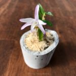 Dendrobium moniliforme (seedling)