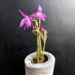 Dendrobium moniliforme (seedling)