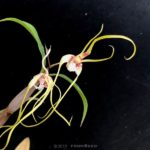 Dendrobium tetragonum (seedling)