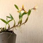 Dinema polybulbon (Epidendrum polybulbon)