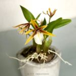 Dinema polybulbon (Epidendrum polybulbon)