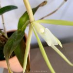 Epidendrum tridens