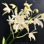 Dendrobium Shiroboshi 白星