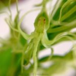 Habenaria longitentaculata (琉球鷺草）